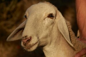 A detailed close-up of a Merino sheep's face captured in warm natural light, highlighting its soft wool and gentle eyes.